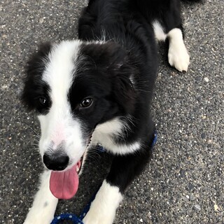 【募集締め切ります】ボーダーコリー6か月女の子 - 津島市