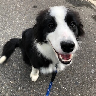 【募集締め切ります】ボーダーコリー6か月女の子 - 犬
