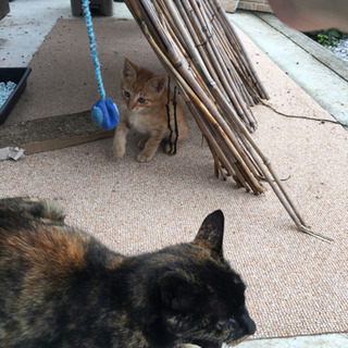 生後2ヶ月未満の子猫の保護
