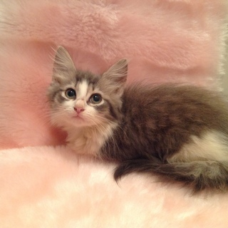 💖ノルウェージャンフォレストキャット💖
