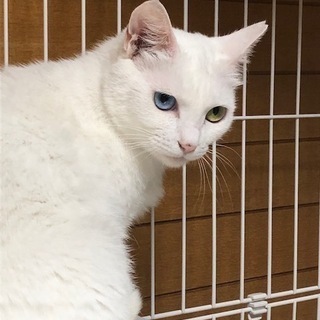 オッドアイの美女猫ブランカ。里親さん募集です。