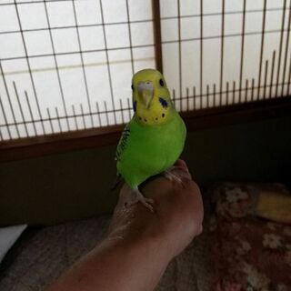 飼って2ヶ月のインコ