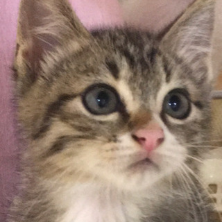 お目々ぱっちりキジトラちゃん 雄3ヶ月