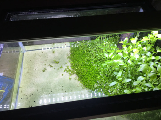 60cm 水槽
