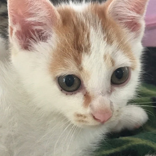 愛嬌たっぷり茶しろちゃん 雄3ヶ月