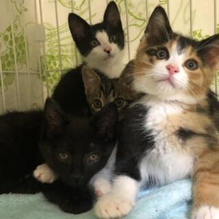 3兄妹み～んな里親様決定しました。😸