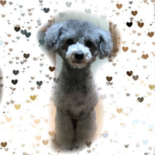 里親さん候補が決まりましたので問い合わせ頂いてもお返事出来ません...