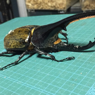 郵送可ヘラクレスオオカブト ペア 
