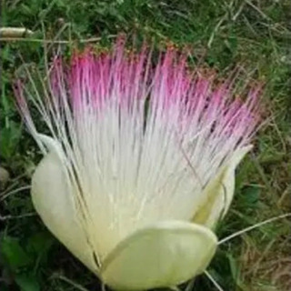 八重山諸島産レアな実生 ゴバンノアシ バリントニア②の画像