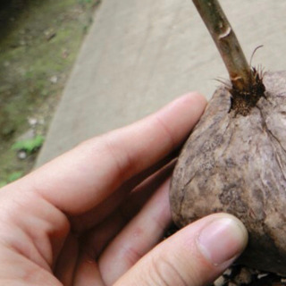 バリントニア　アシアティカ  ５号ポット苗① 2鉢なら9000円の画像