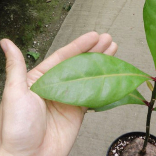 バリントニア　アシアティカ  ５号ポット苗② ２鉢なら9000円！の画像