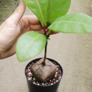 バリントニア　アシアティカ  ５号ポット苗② ２鉢なら9000円！の画像