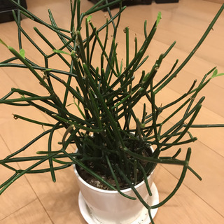 ミルクブッシュの画像