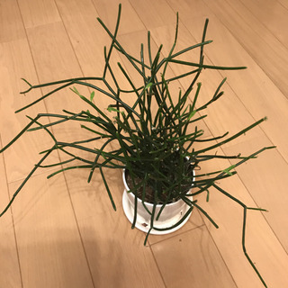 ミルクブッシュの画像