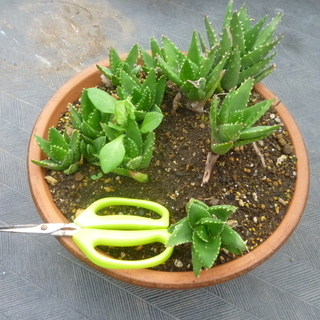 アロエ苗あげます 多肉植物