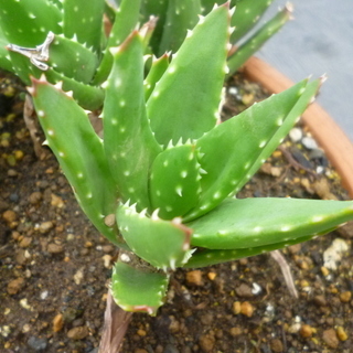 アロエ苗あげます 多肉植物の画像