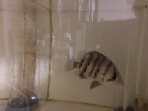ダトニオプラスワン 20cm 熱帯魚