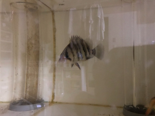 ダトニオプラスワン 20cm 熱帯魚
