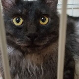 事情があり、どうしても飼えなくなりました。