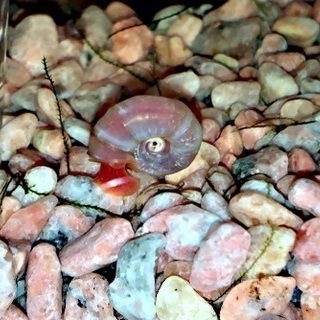 櫻花 ピンクラムズホーンの画像