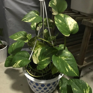 【売り切れました】🍀観葉植物4種set＋おまけ♪