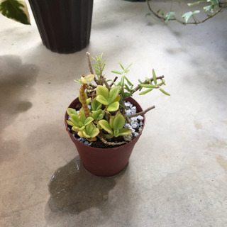 【売り切れました】🍀観葉植物4種set＋おまけ♪の画像