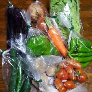 お試し　新鮮野菜10種セット