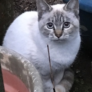 【保護猫①】シャム系統の保護猫です(推定1歳〜2歳)♀
