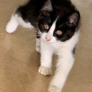 R1.9.10生まれの1か月の元気な4匹の兄弟子猫です。