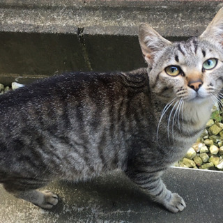 【保護猫②】オッドアイのキジトラの男の子♂(推定1〜2歳)