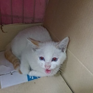 美しいブルーアイの甘えん坊な子猫！