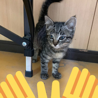 小さい子猫の里親様募集です