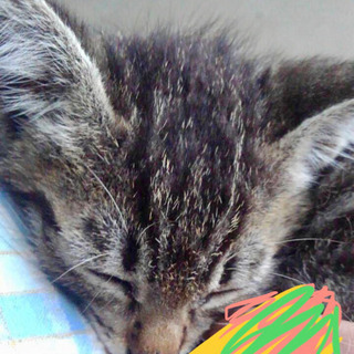 キジ猫 オス 子猫(写真追加しました)