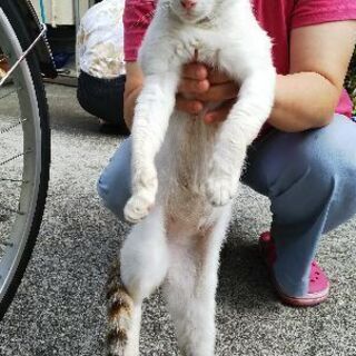野良猫み―ちゃん☆