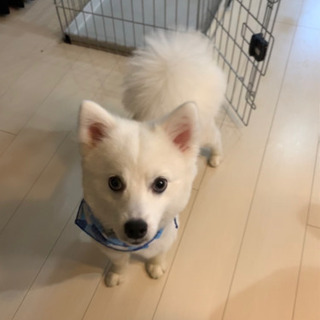 里親募集します！