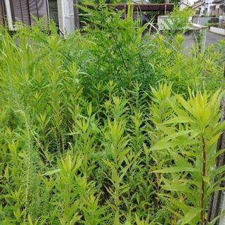 余っている除草剤を頂けませんでしょうか。