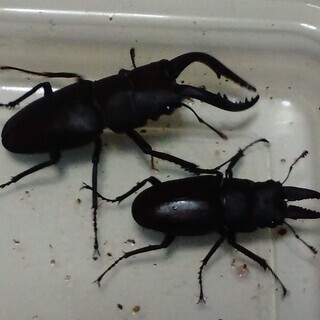 天然採集のノコギリクワガタ　♂１匹（丸亀市周辺で手渡しできる方）