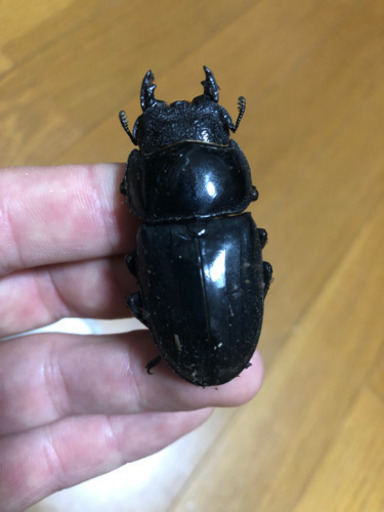 即ブリ スマトラオオヒラタ♀単 51mm（アチェ州）