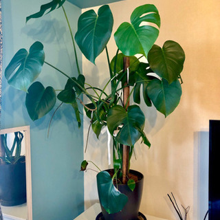 観葉植物 モンステラ 8号鉢 120cm 