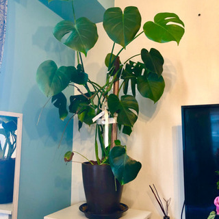 観葉植物 モンステラ 8号鉢 120cm の画像