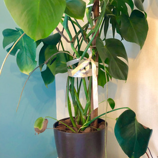 観葉植物 モンステラ 8号鉢 120cm の画像