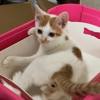ミルちゃん、里親さん募集です。