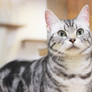 可愛い猫ちゃん達に囲まれて、お仕事しませんか？の画像