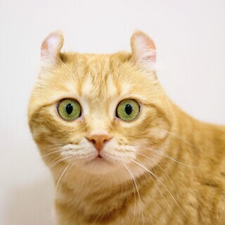 可愛い猫ちゃん達に囲まれて、お仕事しませんか？の画像