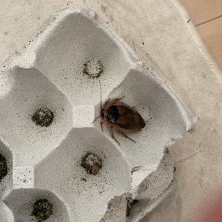 デュビア、アダルトサイズからヤングサイズ