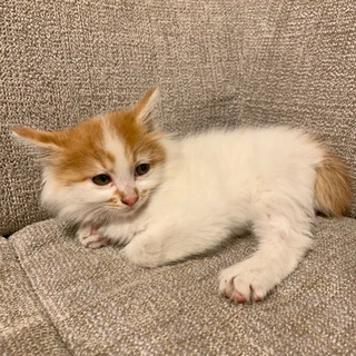 【募集停止】茶白のふわふわ子猫