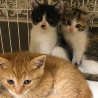 可愛い子猫5匹います。受付終了の画像