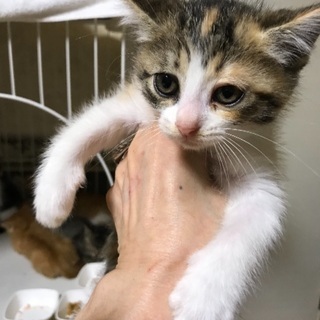 可愛い子猫5匹います。受付終了 - 猫