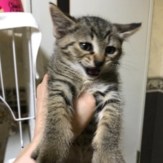 可愛い子猫5匹います。受付終了 - 札幌市