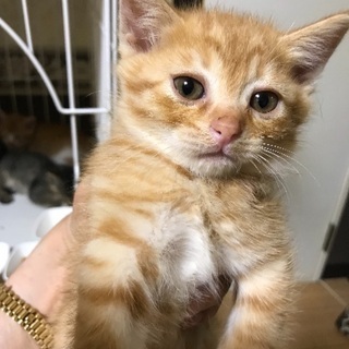 可愛い子猫5匹います。受付終了 − 北海道